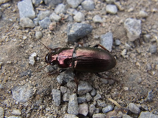 Harpalus distinguendus