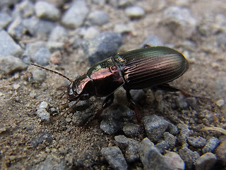 Harpalus distinguendus