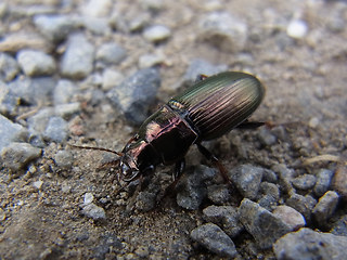 Harpalus distinguendus