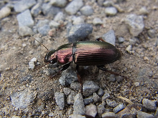 Harpalus distinguendus