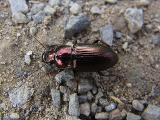 Harpalus distinguendus