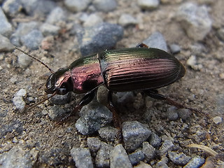 Harpalus distinguendus