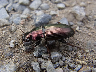 Harpalus distinguendus