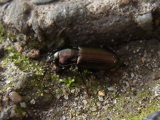 Harpalus distinguendus