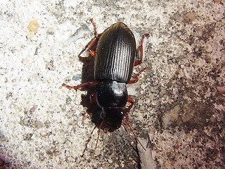 Harpalus rufipes