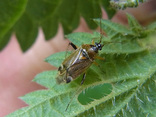 Harpocera thoracica