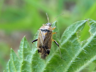 Harpocera thoracica