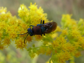 Hedychrum nobile