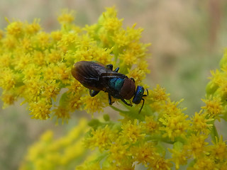 Hedychrum nobile