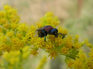 Hedychrum nobile