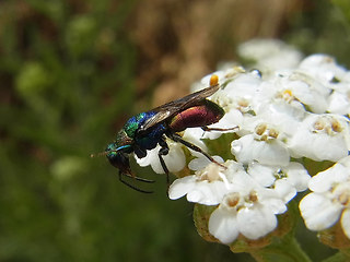 Hedychrum rutilans