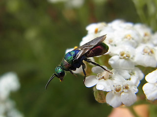 Hedychrum rutilans