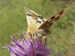 Heliothis viriplaca