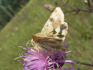 Heliothis viriplaca