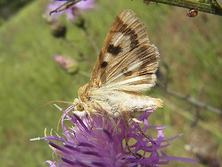 Heliothis viriplaca