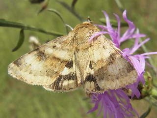 Heliothis viriplaca