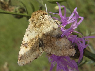 Heliothis viriplaca