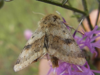 Heliothis viriplaca