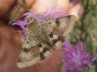 Heliothis viriplaca