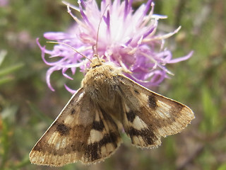 Heliothis viriplaca