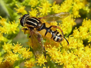 Helophilus pendulus