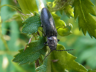 Hemicrepidius niger