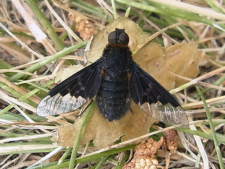 Hemipenthes morio