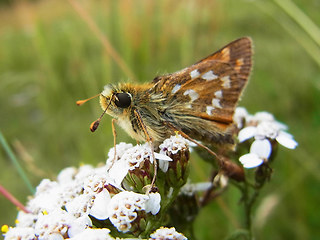 Hesperia comma