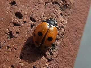 Hippodamia variegata