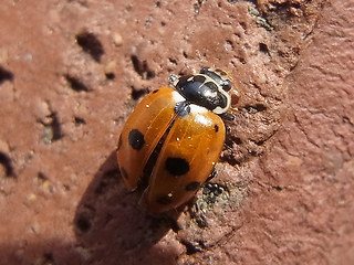 Hippodamia variegata