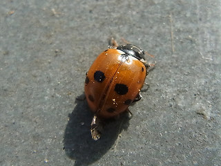 Hippodamia variegata