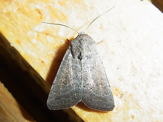 Hoplodrina ambigua