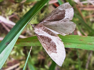 Hypena crassalis