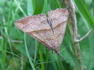 Hypena proboscidalis