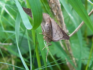 Hypena proboscidalis