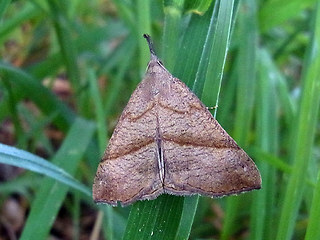 Hypena proboscidalis