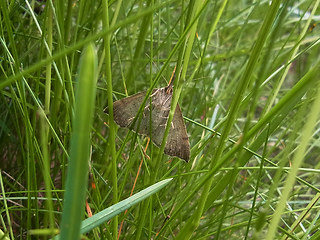 Hypena proboscidalis