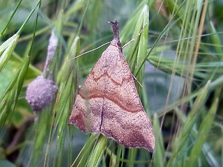 Hypena proboscidalis