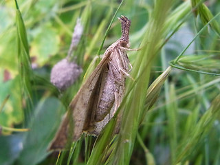 Hypena proboscidalis