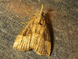 Hypena rostralis