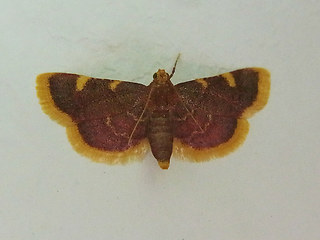 Hypsopygia costalis