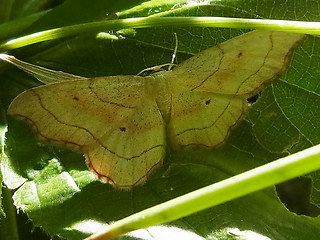 Idaea emarginata