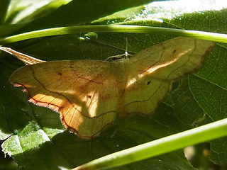 Idaea emarginata