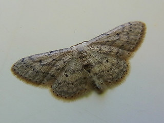 Idaea seriata