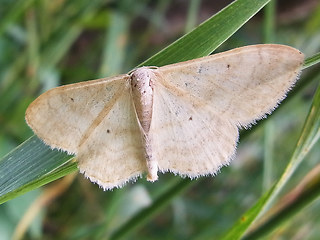 Idaea straminata