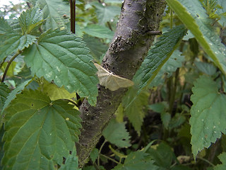 Idaea straminata