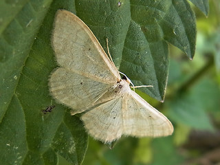 Idaea straminata