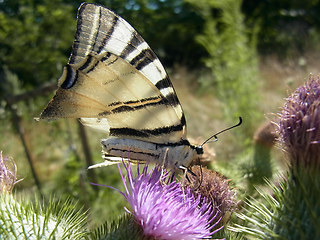 Iphiclides podalirius