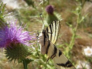 Iphiclides podalirius