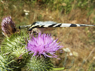 Iphiclides podalirius